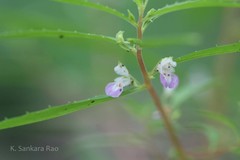 Impatiens mysorensis